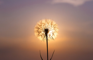 dandelion