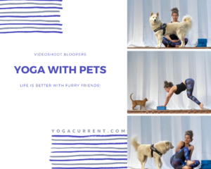 Yoga With Pets Postcard - Pinterest Facebook Patreon - Courtney Bell Yoga Current